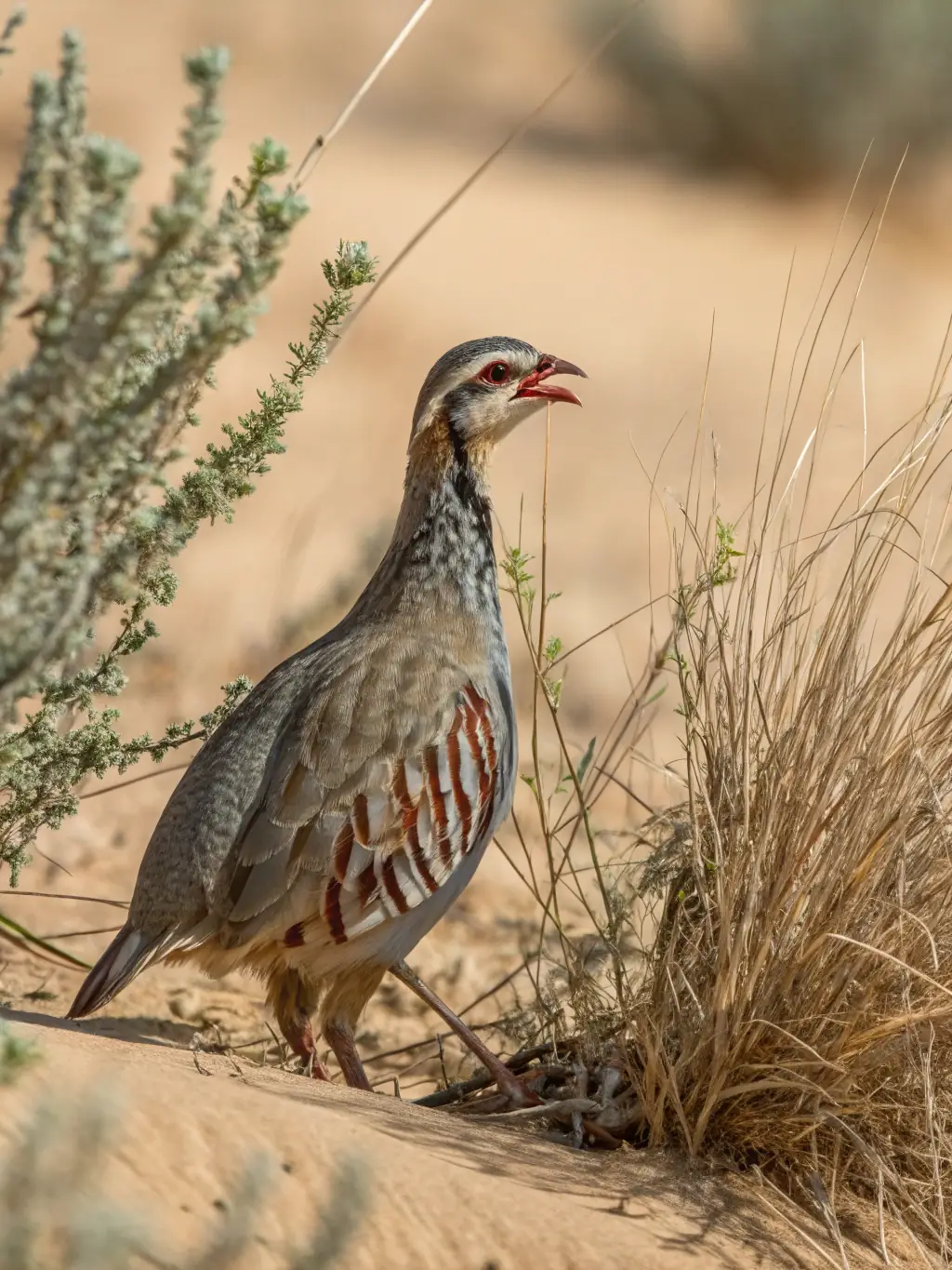 A close-up photograph of a healthy partridge chick in its natural habitat, symbolizing the future generations that the organization is working to protect.